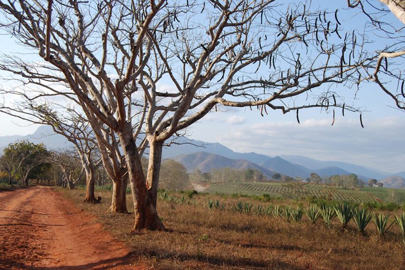 Tanzania (1) Tanzania (1)